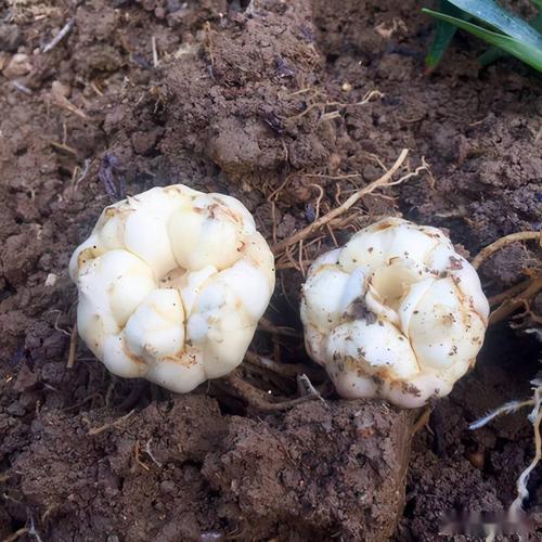 卷丹有什么作用，卷丹图片功效用作？-第2张图片-优品飞百科