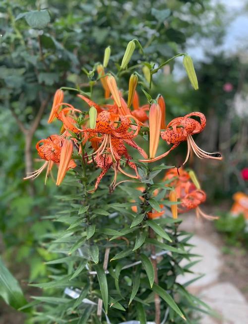 卷丹有什么作用，卷丹图片功效用作？-第3张图片-优品飞百科