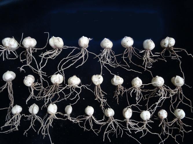 卷丹有什么作用，卷丹图片功效用作？-第4张图片-优品飞百科