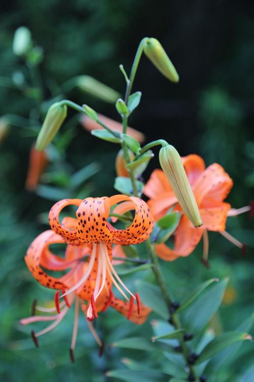 卷丹有什么作用，卷丹图片功效用作？-第5张图片-优品飞百科