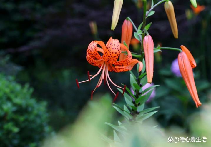 卷丹有什么作用，卷丹图片功效用作？-第6张图片-优品飞百科