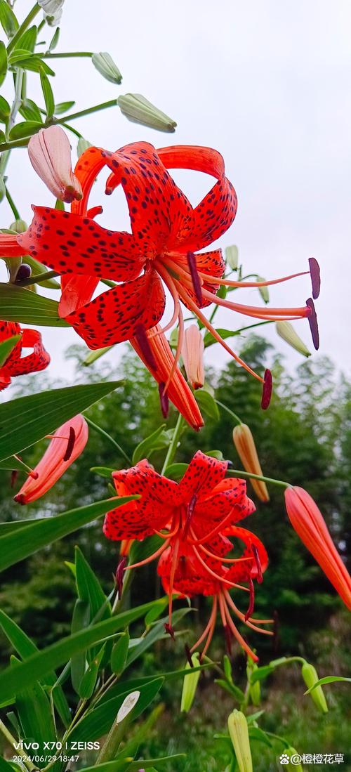 卷丹有什么作用，卷丹图片功效用作？-第7张图片-优品飞百科