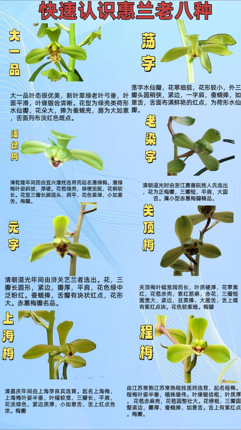 兰花的特点，怎样养兰花，兰花的特性怎样养兰花