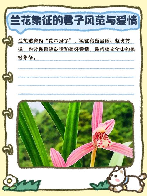 兰花的特点，怎样养兰花，兰花的特性怎样养兰花-第2张图片-优品飞百科