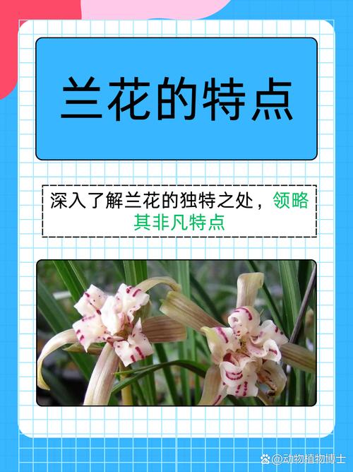 兰花的特点，怎样养兰花，兰花的特性怎样养兰花-第3张图片-优品飞百科