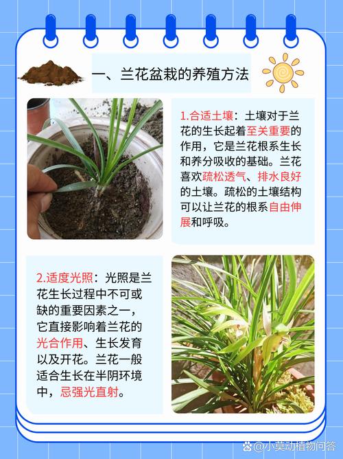 兰花的特点，怎样养兰花，兰花的特性怎样养兰花-第5张图片-优品飞百科