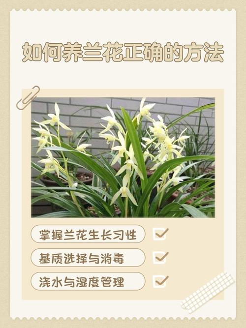 兰花的特点，怎样养兰花，兰花的特性怎样养兰花-第6张图片-优品飞百科