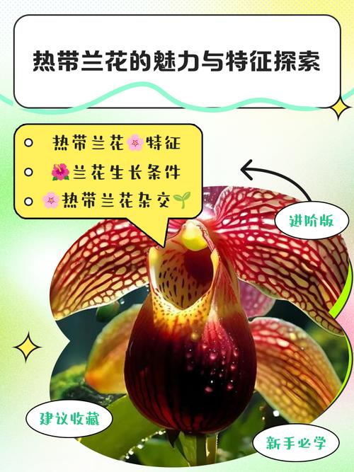兰花的特点，怎样养兰花，兰花的特性怎样养兰花-第7张图片-优品飞百科