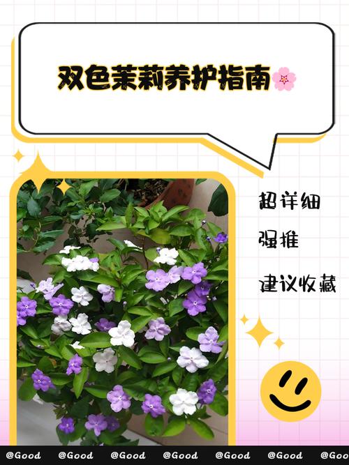 双色茉莉有什么作用，双色茉莉是什么品种？