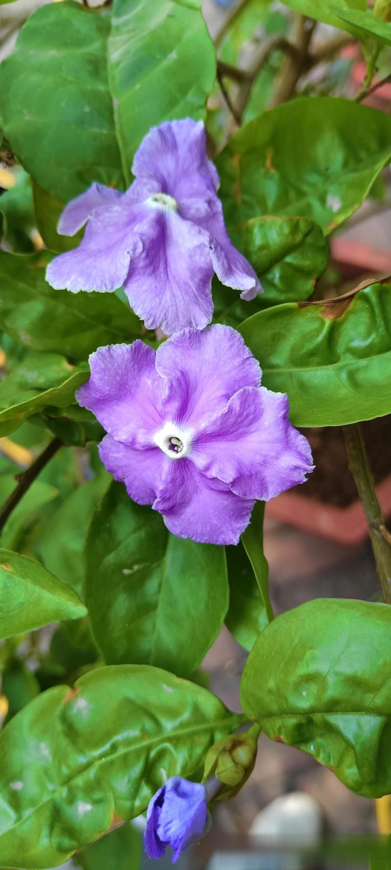 双色茉莉有什么作用,双色茉莉是什么品种?-第2张图片-优品飞百科 双色茉莉有什么作用,双色茉莉是什么品种?-第2张图片-优品飞百科