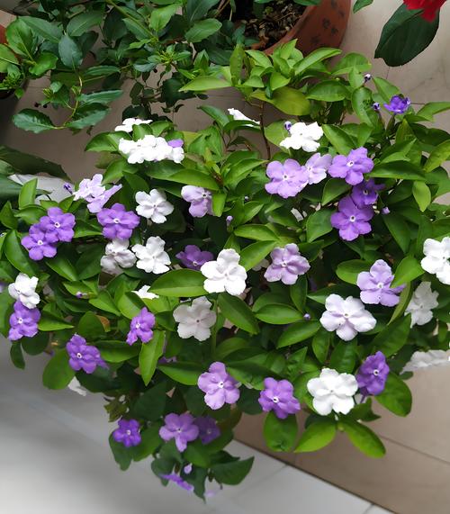 双色茉莉有什么作用,双色茉莉是什么品种?-第3张图片-优品飞百科 双色茉莉有什么作用,双色茉莉是什么品种?-第3张图片-优品飞百科