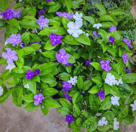 双色茉莉有什么作用,双色茉莉是什么品种?-第4张图片-优品飞百科 双色茉莉有什么作用,双色茉莉是什么品种?-第4张图片-优品飞百科