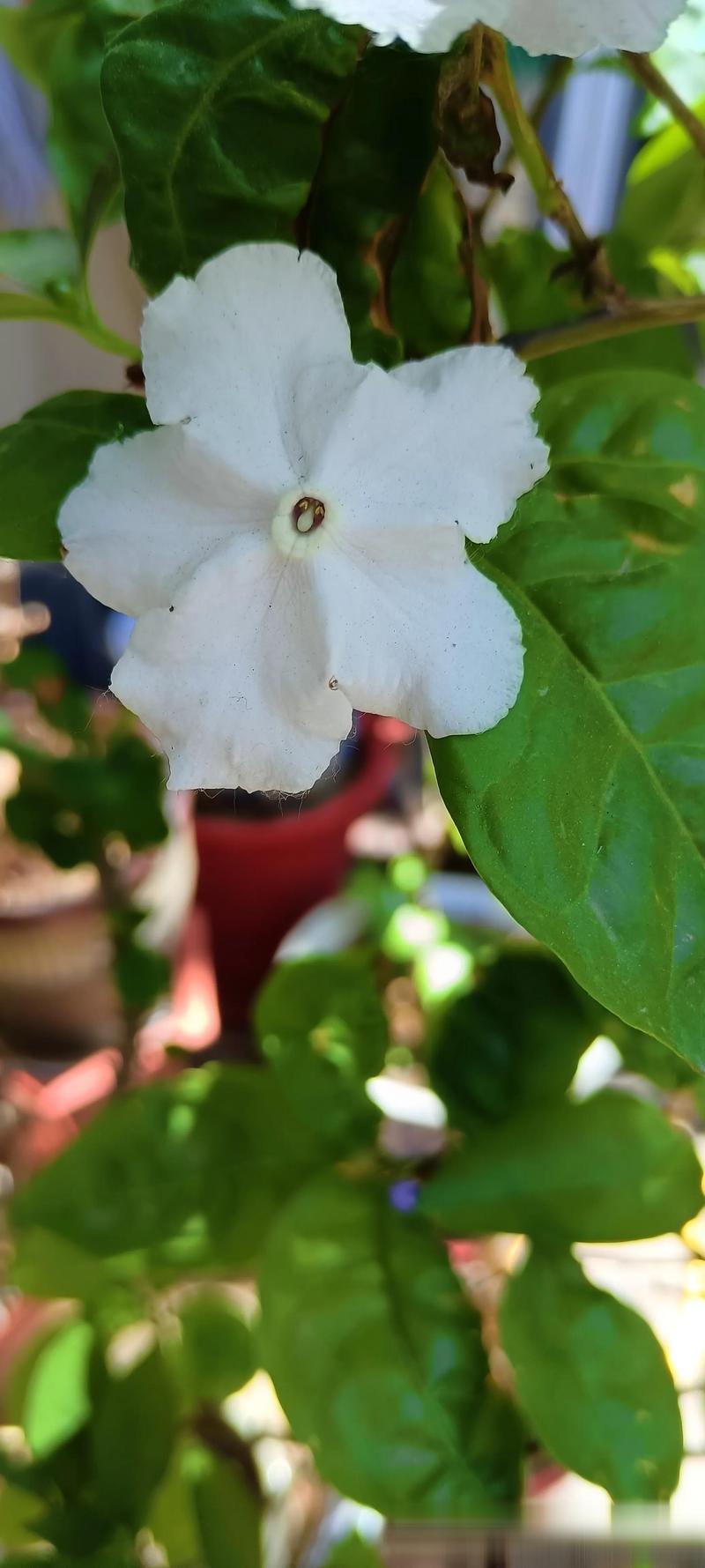 双色茉莉有什么作用,双色茉莉是什么品种?-第5张图片-优品飞百科 双色茉莉有什么作用,双色茉莉是什么品种?-第5张图片-优品飞百科