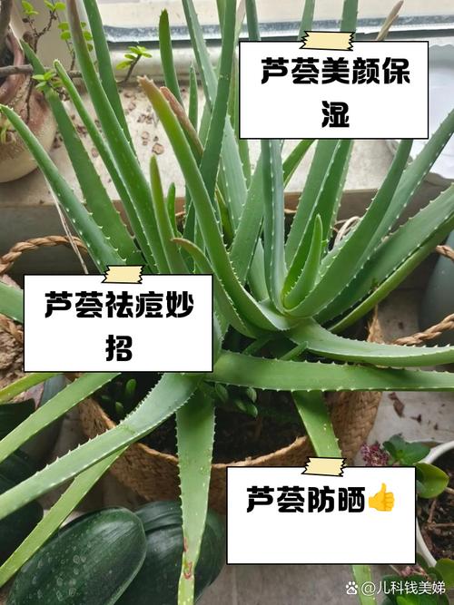 包含“芦荟”叶子到底能不能擦脸？你想问的，答案都在这里了的词条-第3张图片-优品飞百科