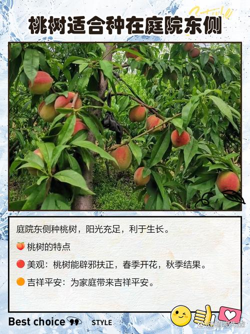 桃树能种在院子里吗，桃树能种在院子里吗风水好吗-第2张图片-优品飞百科