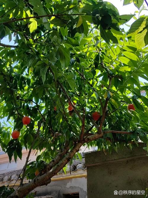 桃树能种在院子里吗，桃树能种在院子里吗风水好吗-第7张图片-优品飞百科