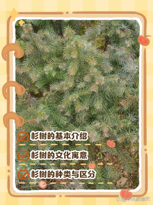 铁杉的养殖方法,铁杉的养殖方法有哪些?-第1张图片-优品飞百科 铁杉的养殖方法,铁杉的养殖方法有哪些?-第1张图片-优品飞百科