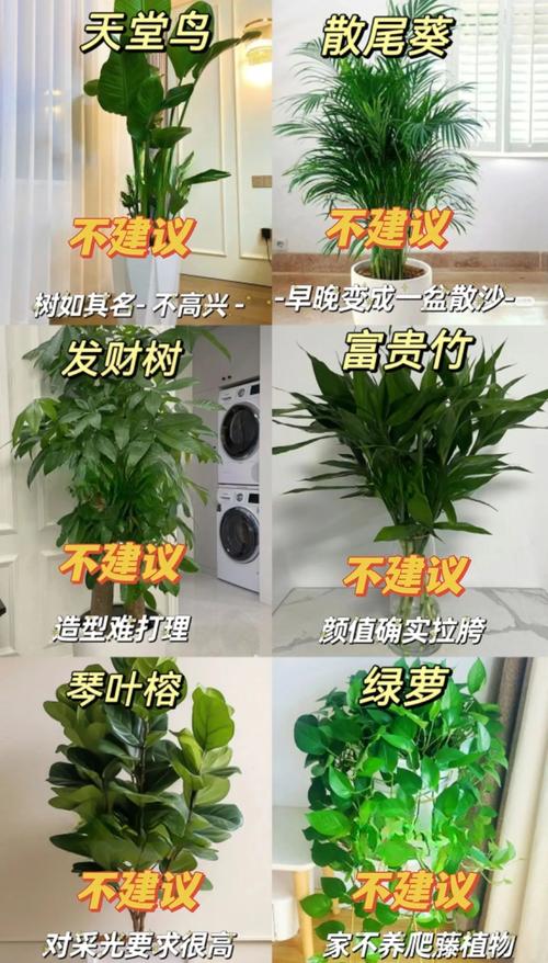 铁杉的养殖方法,铁杉的养殖方法有哪些?-第3张图片-优品飞百科 铁杉的养殖方法,铁杉的养殖方法有哪些?-第3张图片-优品飞百科