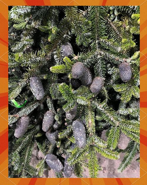 铁杉的养殖方法,铁杉的养殖方法有哪些?-第4张图片-优品飞百科 铁杉的养殖方法,铁杉的养殖方法有哪些?-第4张图片-优品飞百科