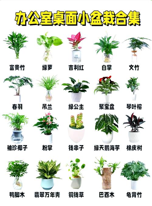 铁杉的养殖方法,铁杉的养殖方法有哪些?-第6张图片-优品飞百科 铁杉的养殖方法,铁杉的养殖方法有哪些?-第6张图片-优品飞百科