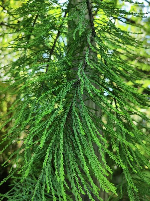 铁杉的养殖方法,铁杉的养殖方法有哪些?-第5张图片-优品飞百科 铁杉的养殖方法,铁杉的养殖方法有哪些?-第5张图片-优品飞百科