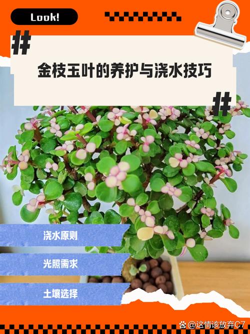 铁杉的养殖方法,铁杉的养殖方法有哪些?-第7张图片-优品飞百科 铁杉的养殖方法,铁杉的养殖方法有哪些?-第7张图片-优品飞百科