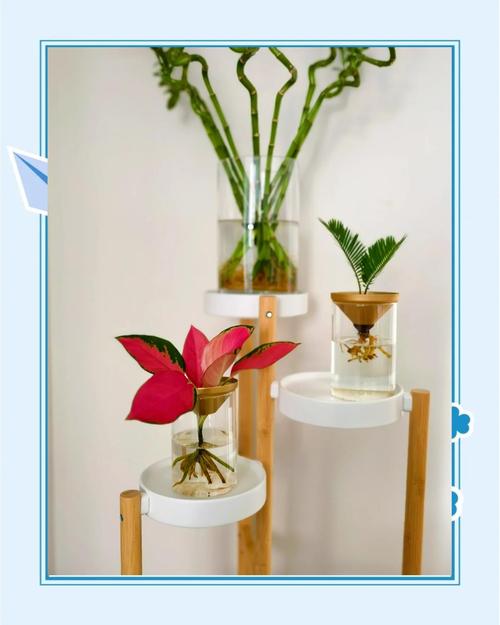 铁杉的养殖方法,铁杉的养殖方法有哪些?-第8张图片-优品飞百科 铁杉的养殖方法,铁杉的养殖方法有哪些?-第8张图片-优品飞百科