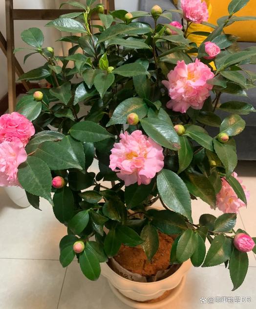 茶花能养在室内吗，茶花能不能养在室内？