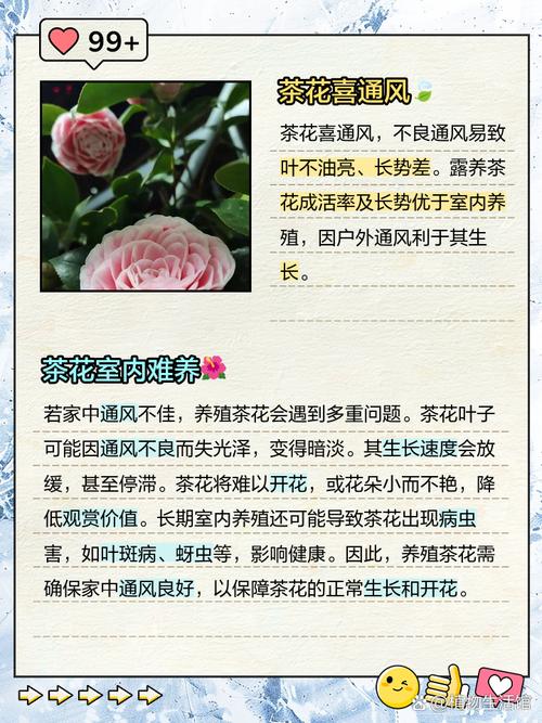 茶花能养在室内吗，茶花能不能养在室内？-第4张图片-优品飞百科