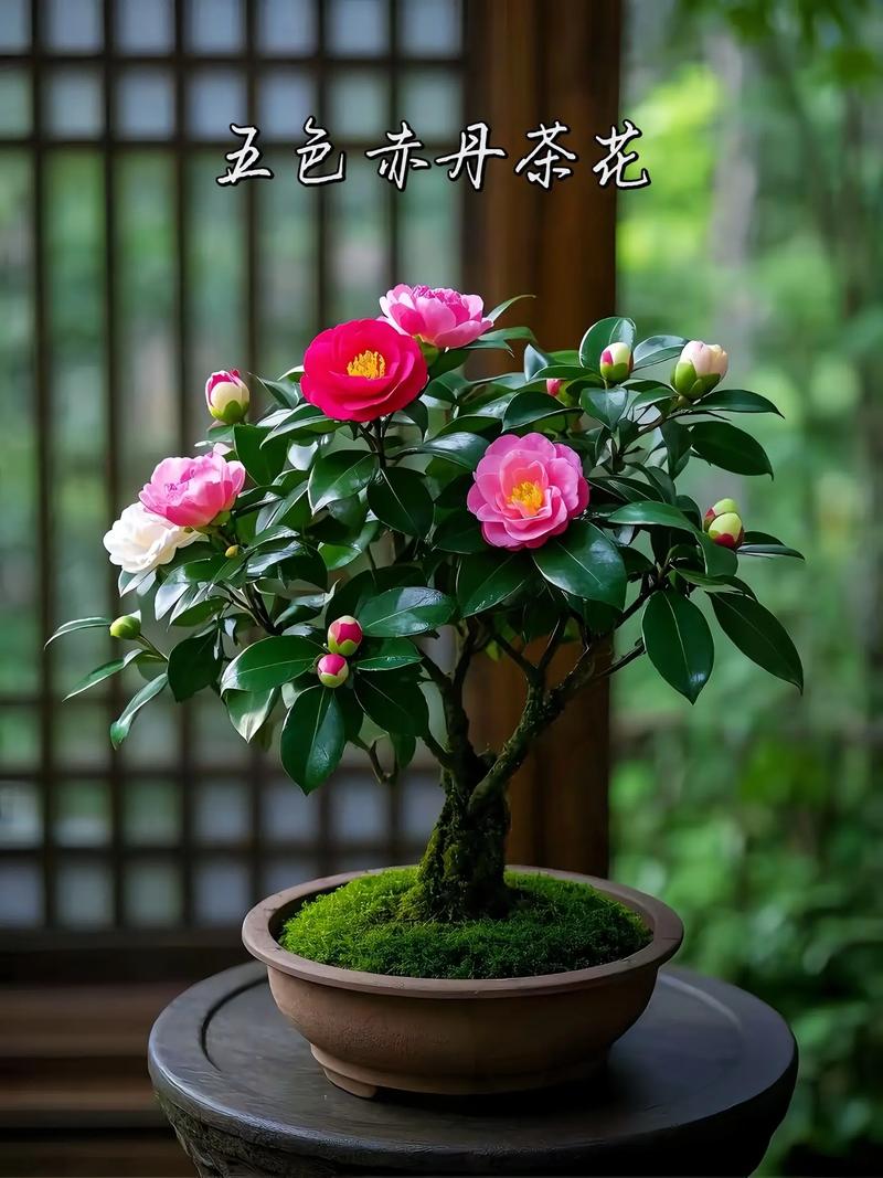 茶花能养在室内吗，茶花能不能养在室内？-第5张图片-优品飞百科