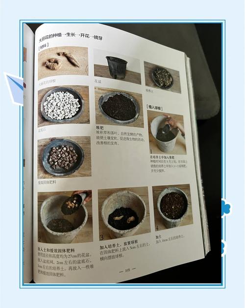 大丽花的作用，大丽花药效