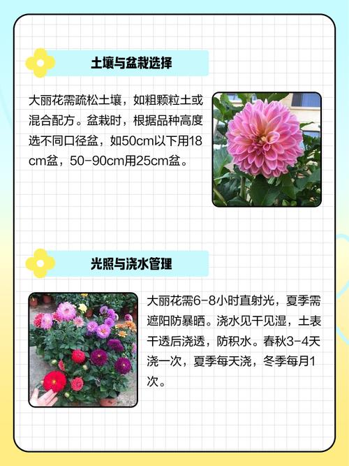 大丽花的作用,大丽花药效-第2张图片-优品飞百科 大丽花的作用,大丽花药效-第2张图片-优品飞百科