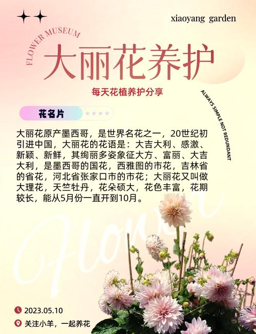 大丽花的作用,大丽花药效-第3张图片-优品飞百科 大丽花的作用,大丽花药效-第3张图片-优品飞百科