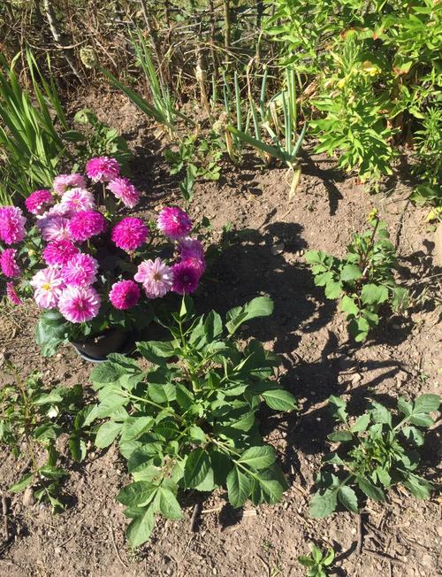 大丽花的作用,大丽花药效-第4张图片-优品飞百科 大丽花的作用,大丽花药效-第4张图片-优品飞百科