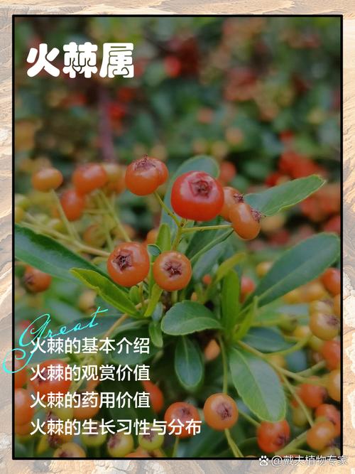 火棘的功效与作用，火棘的功效与作用及食用方法