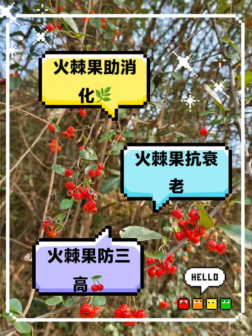 火棘的功效与作用,火棘的功效与作用及食用方法-第2张图片-优品飞百科 火棘的功效与作用,火棘的功效与作用及食用方法-第2张图片-优品飞百科