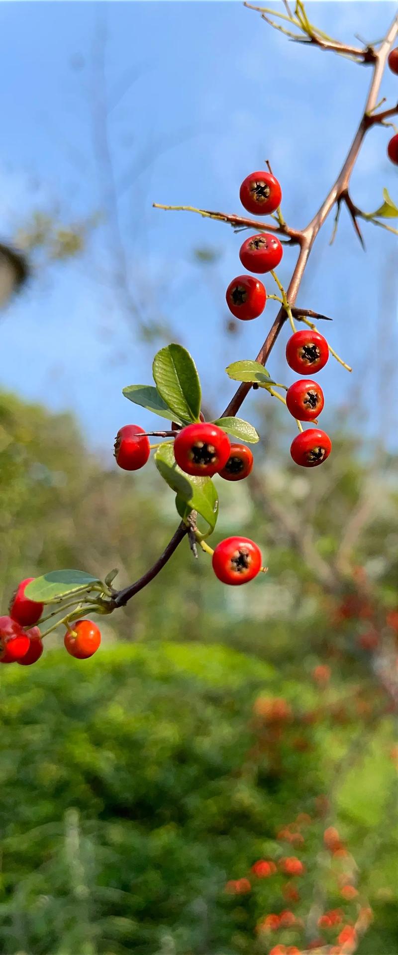 火棘的功效与作用,火棘的功效与作用及食用方法-第3张图片-优品飞百科 火棘的功效与作用,火棘的功效与作用及食用方法-第3张图片-优品飞百科