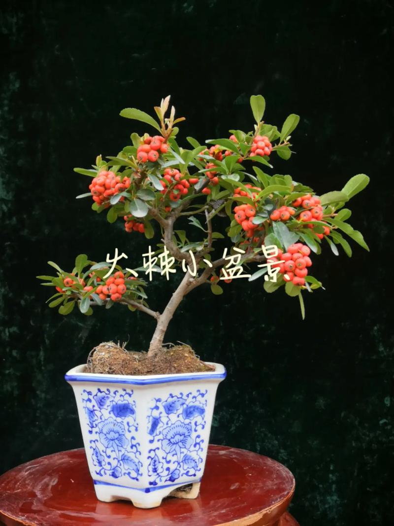 火棘的功效与作用,火棘的功效与作用及食用方法-第4张图片-优品飞百科 火棘的功效与作用,火棘的功效与作用及食用方法-第4张图片-优品飞百科