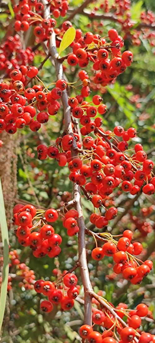 火棘的功效与作用,火棘的功效与作用及食用方法-第6张图片-优品飞百科 火棘的功效与作用,火棘的功效与作用及食用方法-第6张图片-优品飞百科