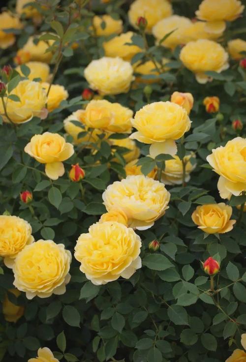 藤本月季的主要价值，藤本月季的介绍-第1张图片-优品飞百科