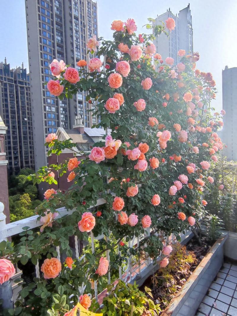 藤本月季的主要价值，藤本月季的介绍-第2张图片-优品飞百科