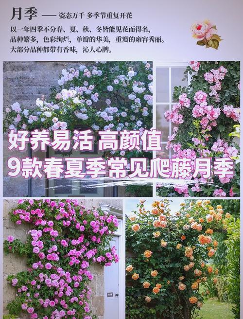 藤本月季的主要价值，藤本月季的介绍-第3张图片-优品飞百科