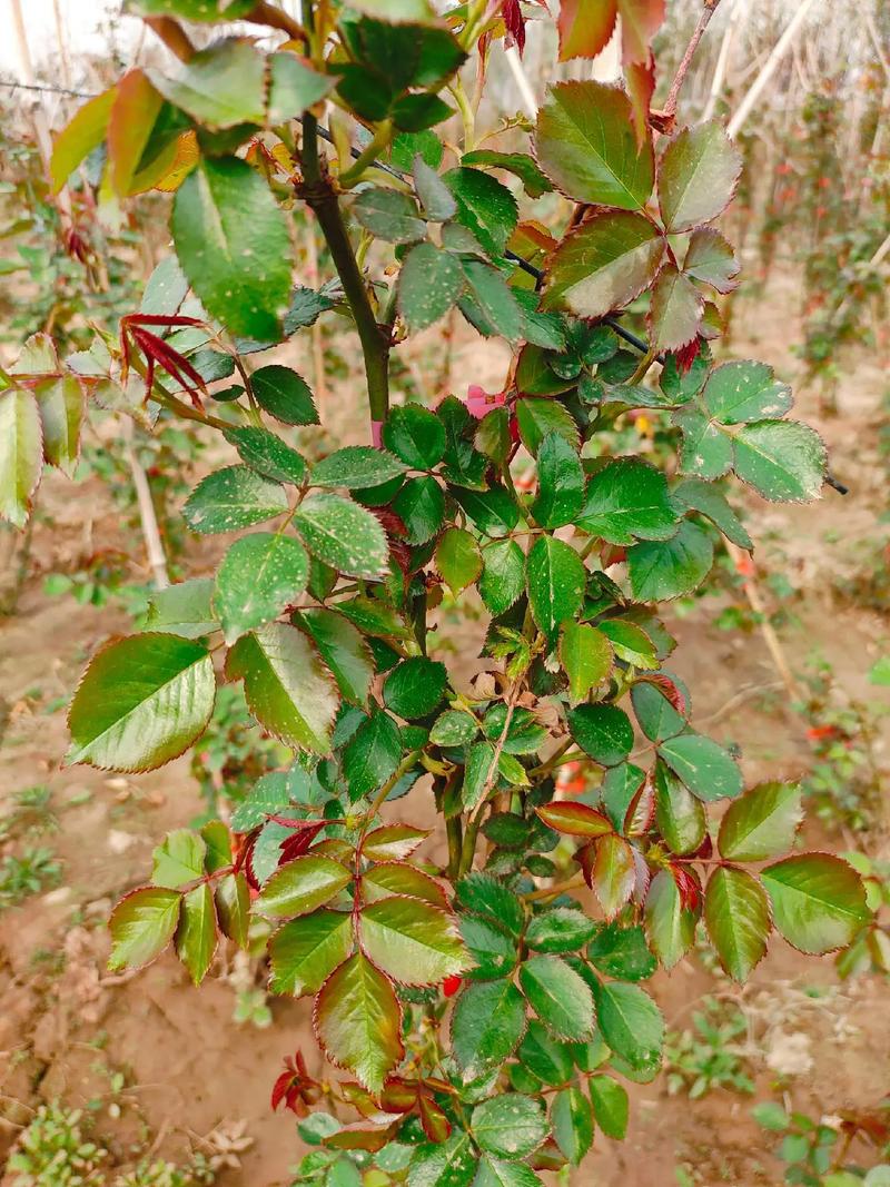 藤本月季的主要价值，藤本月季的介绍-第4张图片-优品飞百科