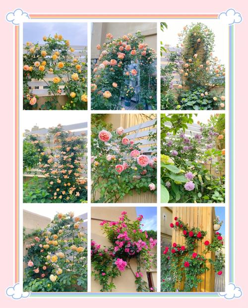 藤本月季的主要价值，藤本月季的介绍-第5张图片-优品飞百科