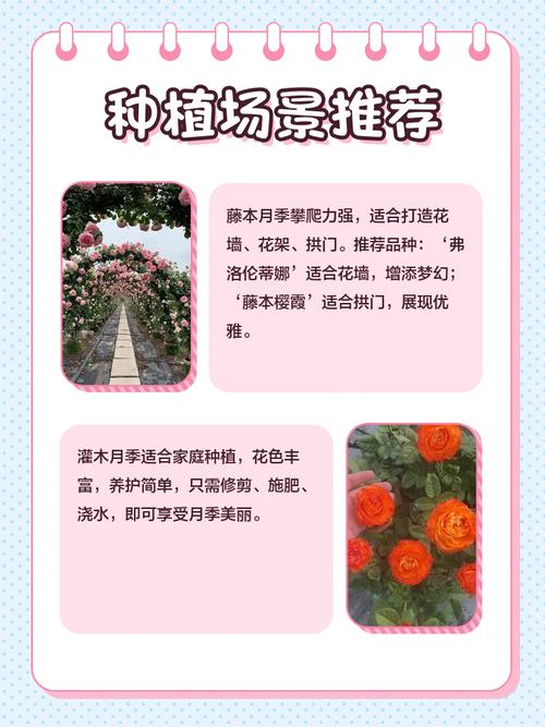 藤本月季的主要价值，藤本月季的介绍-第6张图片-优品飞百科