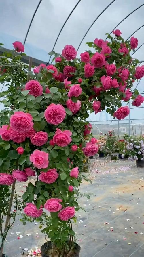 藤本月季的主要价值，藤本月季的介绍-第7张图片-优品飞百科