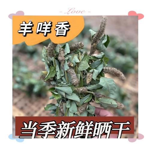 狐尾草对狐狸有什么作用？狐狸尾草药的副作用？
