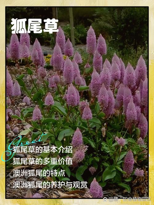 狐尾草对狐狸有什么作用？狐狸尾草药的副作用？-第2张图片-优品飞百科