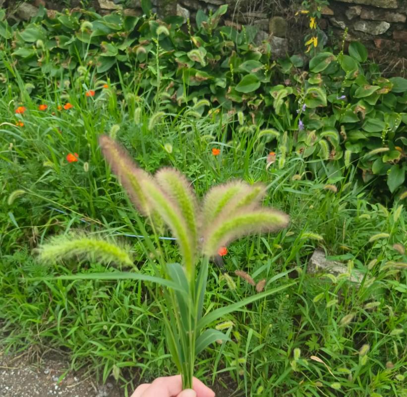 狐尾草对狐狸有什么作用？狐狸尾草药的副作用？-第3张图片-优品飞百科