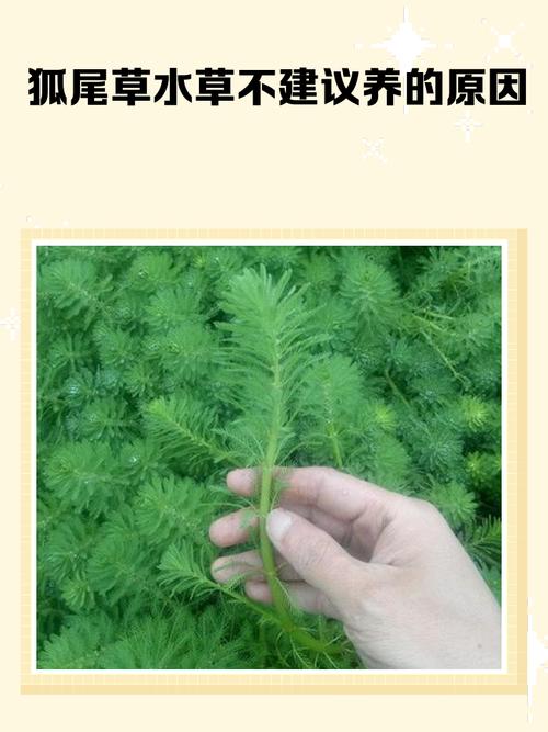 狐尾草对狐狸有什么作用？狐狸尾草药的副作用？-第7张图片-优品飞百科